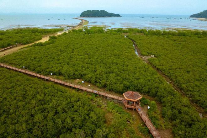 马爹利计划新增376公顷红树林湿地修复面积持续助力滨海湿地生态系统构建(图5)