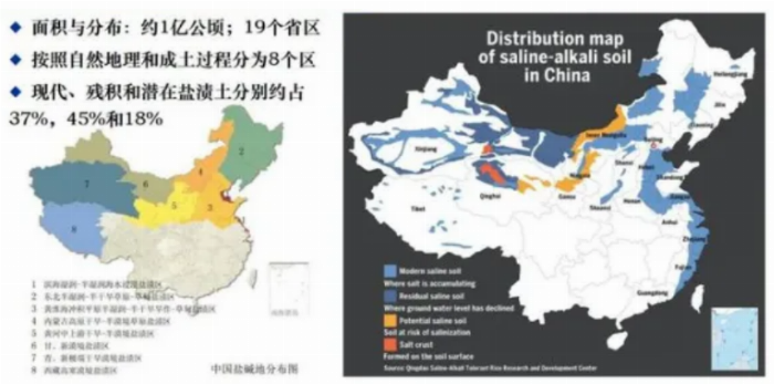益得来生态健康产业：治理中国盐碱土地的新措举——菊芋(图1)