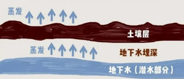益得来生态健康产业：治理中国盐碱土地的新措举——菊芋(图3)