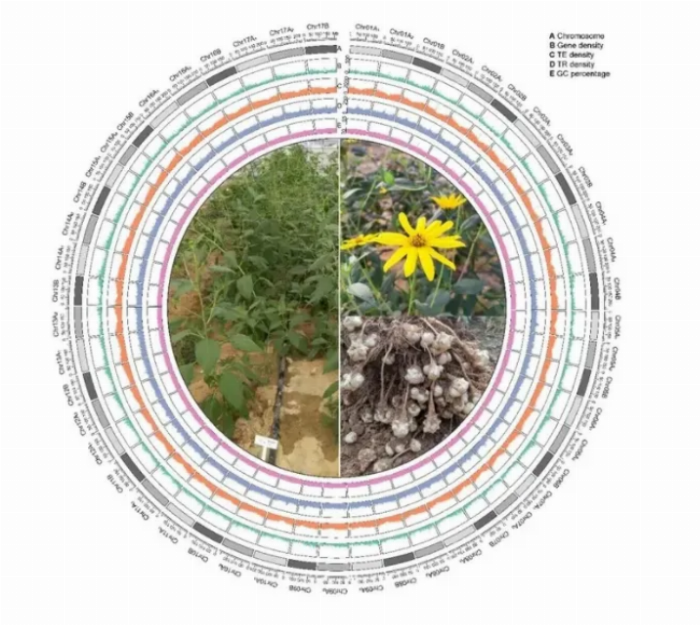 益得来生态健康产业：治理中国盐碱土地的新措举——菊芋(图4)