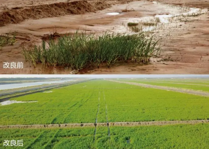 益得来生态健康产业：治理中国盐碱土地的新措举——菊芋(图5)