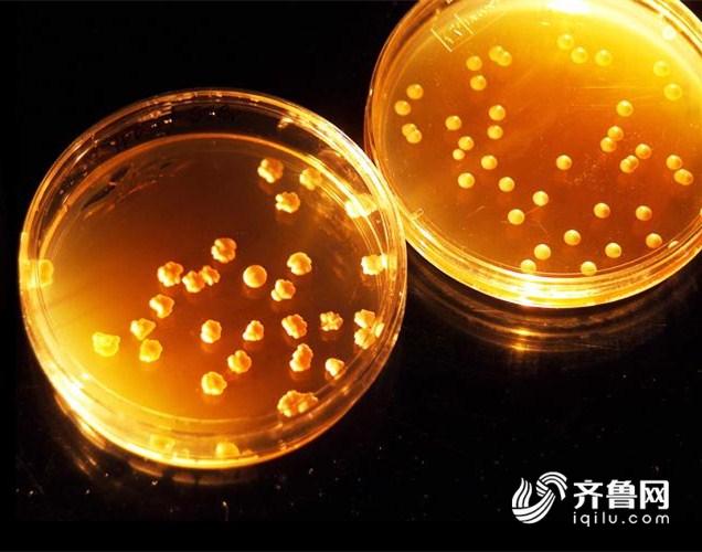 微生物“吃”石油山东省科学院这个团队让污染土壤“重生”(图1)