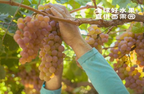 百果园环保实践：绿色种植高品质水果的可持续发展之路(图1)