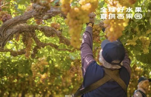 百果园环保实践：绿色种植高品质水果的可持续发展之路(图4)
