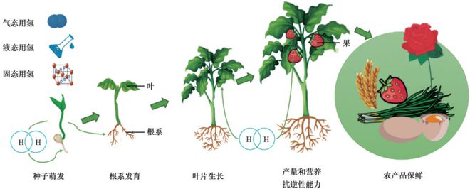 氢在农业中的研发进展科技导报(图3)
