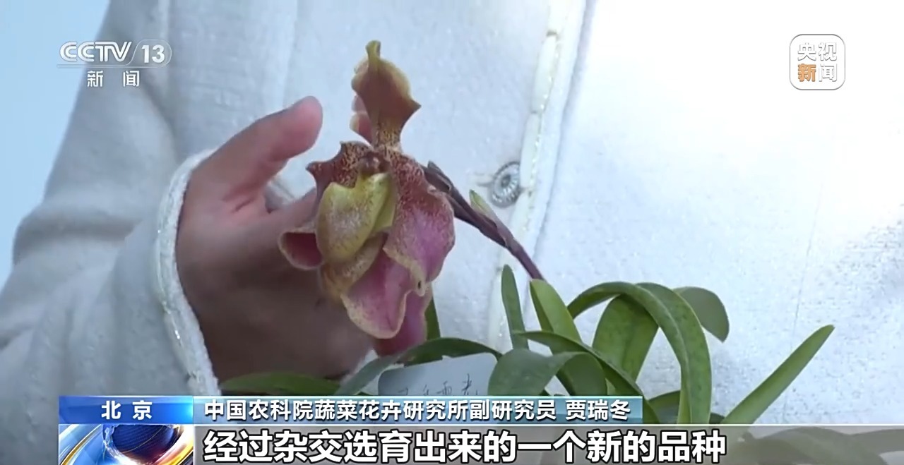 定时开花、抢“鲜”抵达……“鲜花经济”持续绽放新活力(图10)