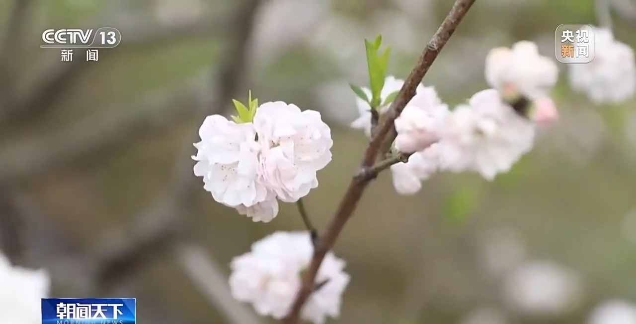 定时开花、抢“鲜”抵达……“鲜花经济”持续绽放新活力(图1)