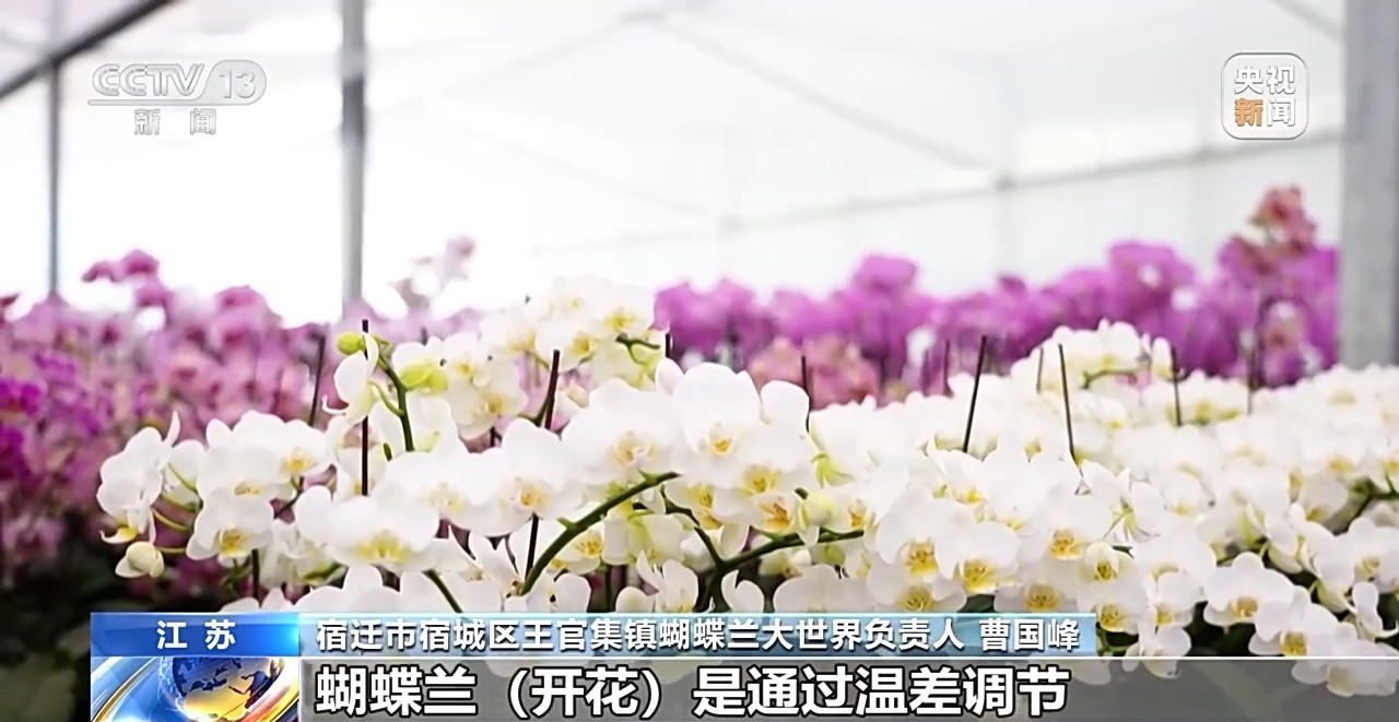 定时开花、抢“鲜”抵达……“鲜花经济”持续绽放新活力(图4)