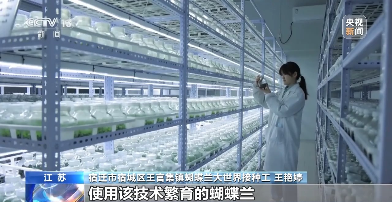 定时开花、抢“鲜”抵达……“鲜花经济”持续绽放新活力(图3)