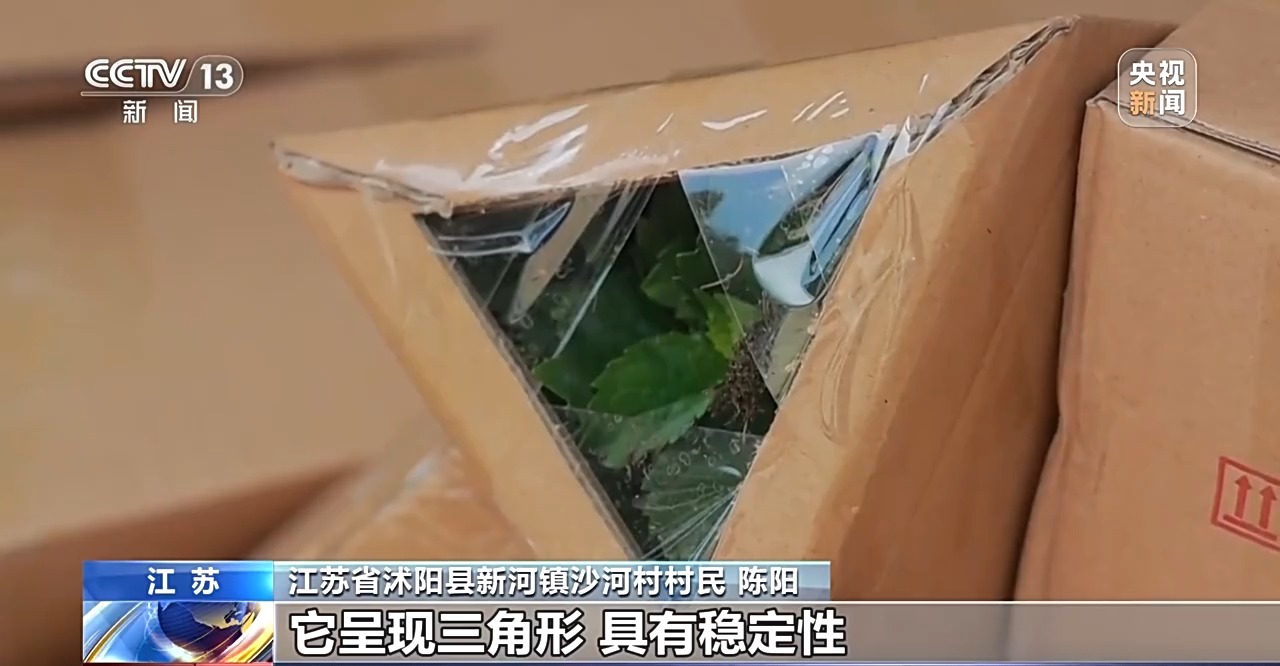 定时开花、抢“鲜”抵达……“鲜花经济”持续绽放新活力(图6)