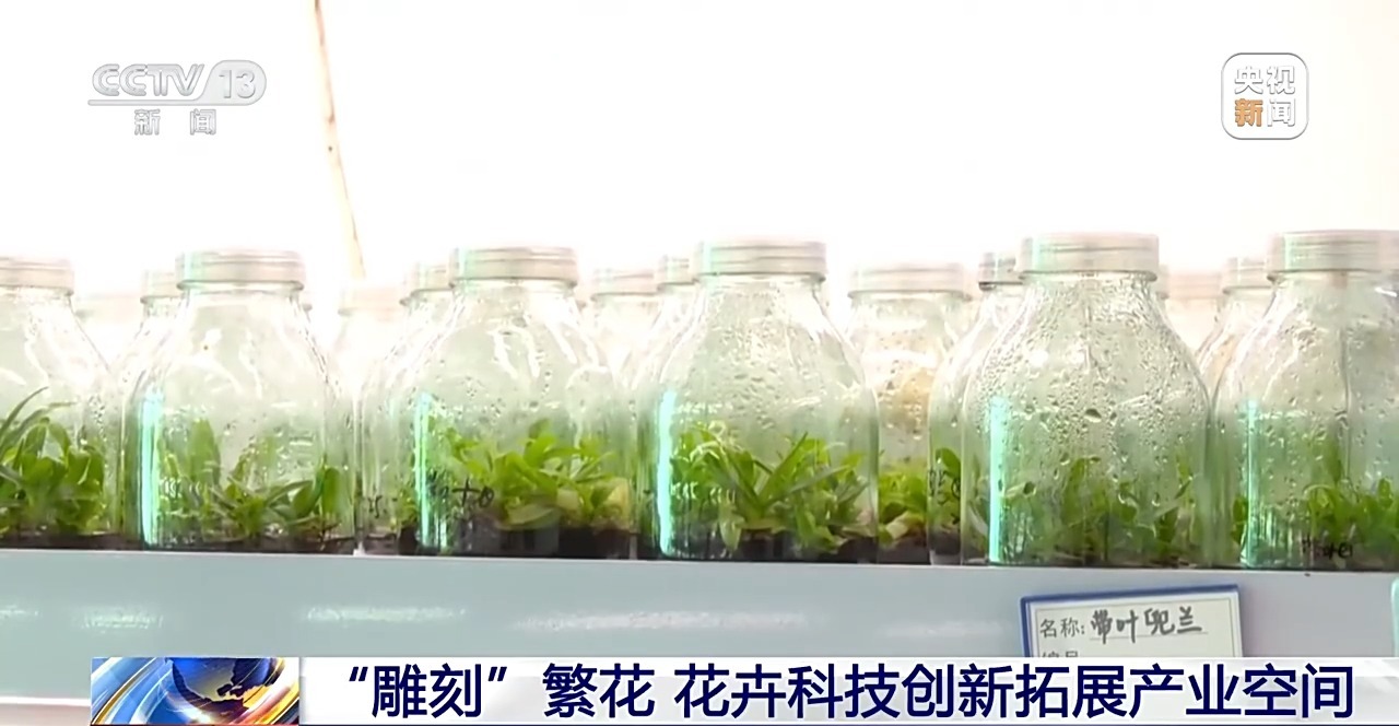 定时开花、抢“鲜”抵达……“鲜花经济”持续绽放新活力(图9)
