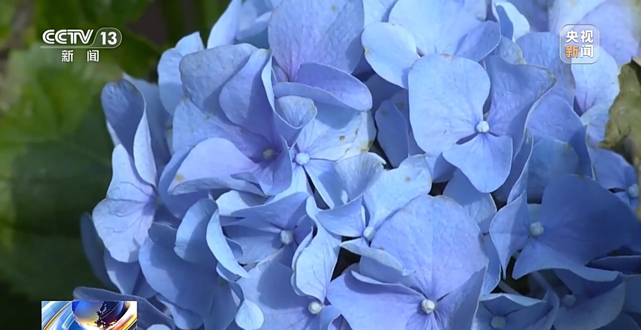 定时开花、抢“鲜”抵达……“鲜花经济”持续绽放新活力(图11)