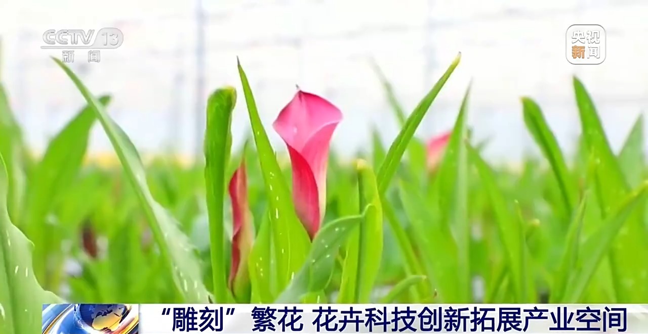定时开花、抢“鲜”抵达……“鲜花经济”持续绽放新活力(图13)
