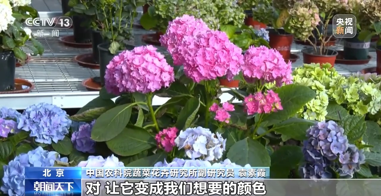定时开花、抢“鲜”抵达……“鲜花经济”持续绽放新活力(图12)