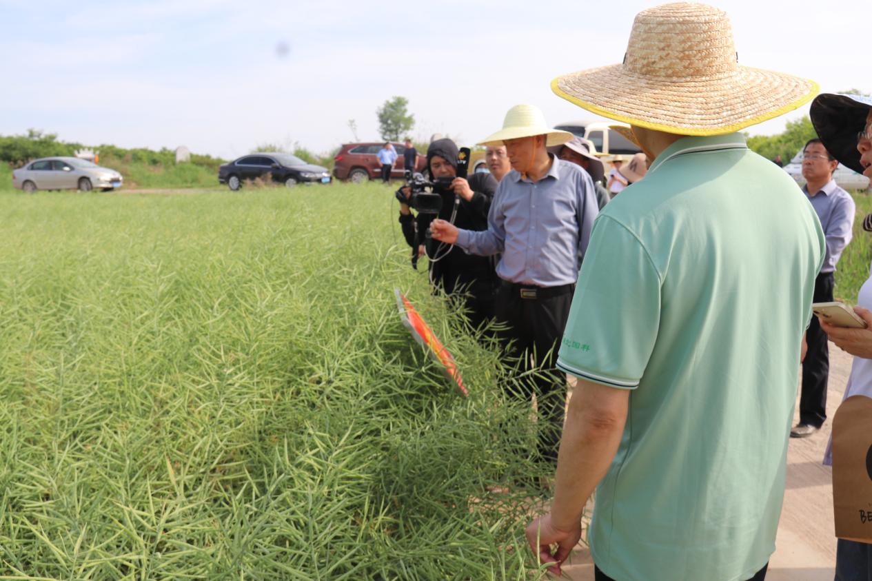 走近油菜科技大会卤泊滩上的油菜科技革命(图2)
