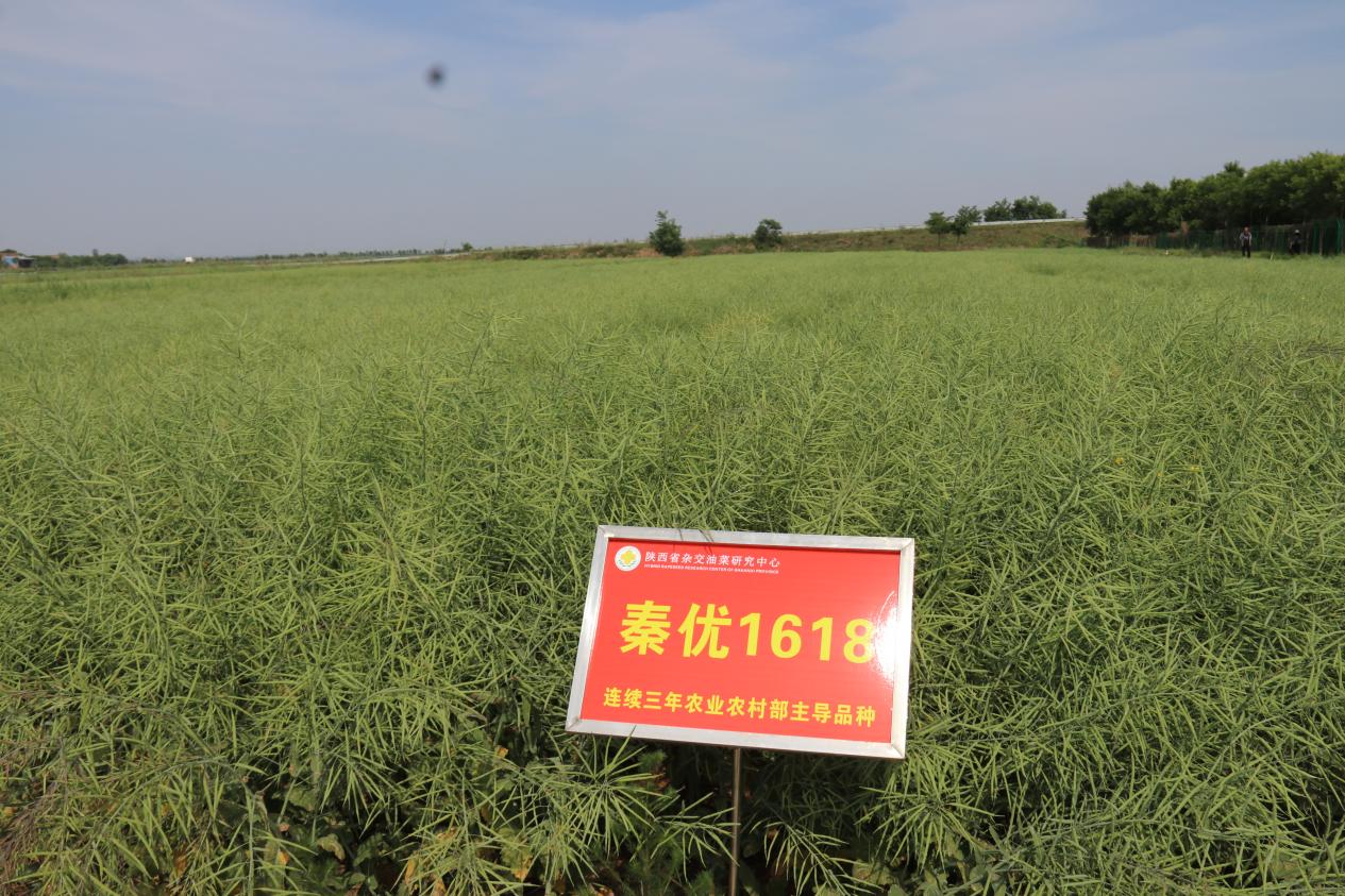 走近油菜科技大会卤泊滩上的油菜科技革命(图1)