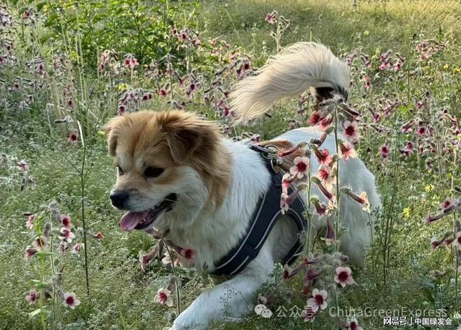 世界流浪动物日：属于居无定所毛孩子们的节日(图2)