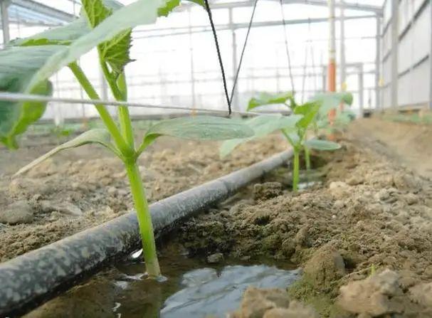中央一号文件点名扶持！腐植酸水溶肥2025年补贴暴涨30%(图5)