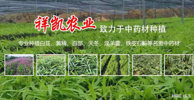 有机中药材种植栽培前期有哪些注意事项？_祥凯农业(图1)