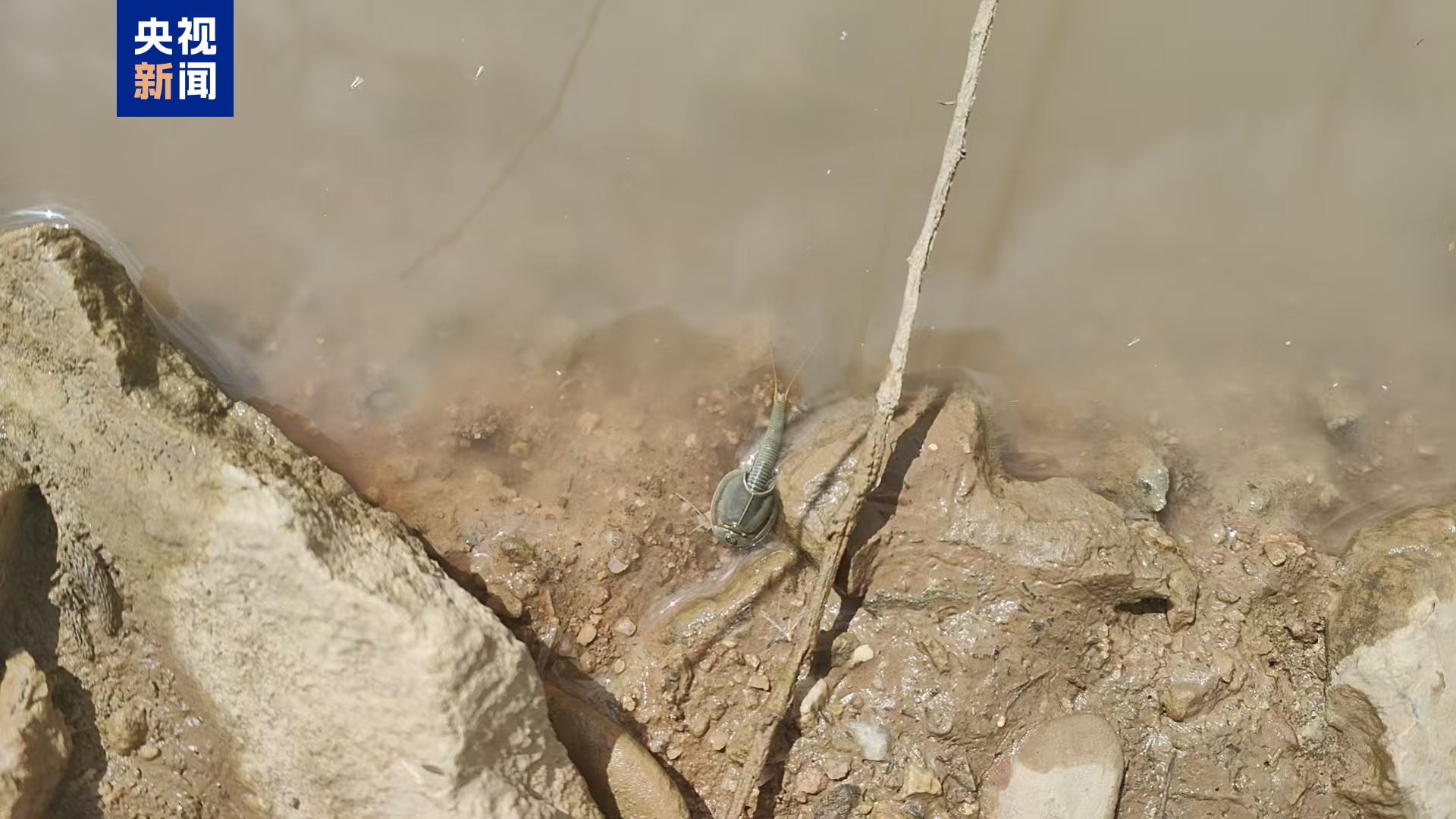 “活化石”鲎虫罕见现身极旱荒漠国家级自然保护区(图1)