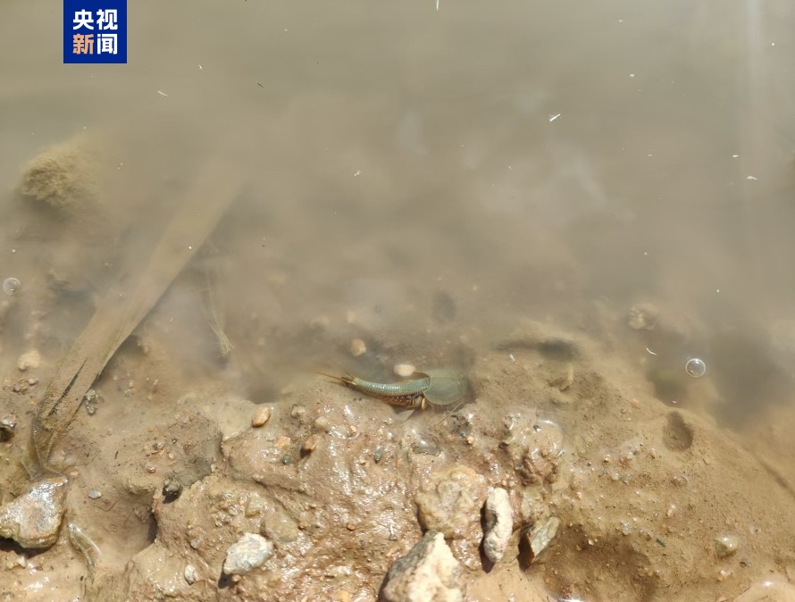 “活化石”鲎虫罕见现身极旱荒漠国家级自然保护区(图2)