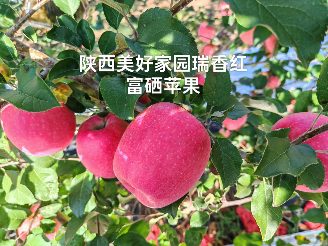 耕耘者张田龙：一颗“苹果心”织就共富网(图2)