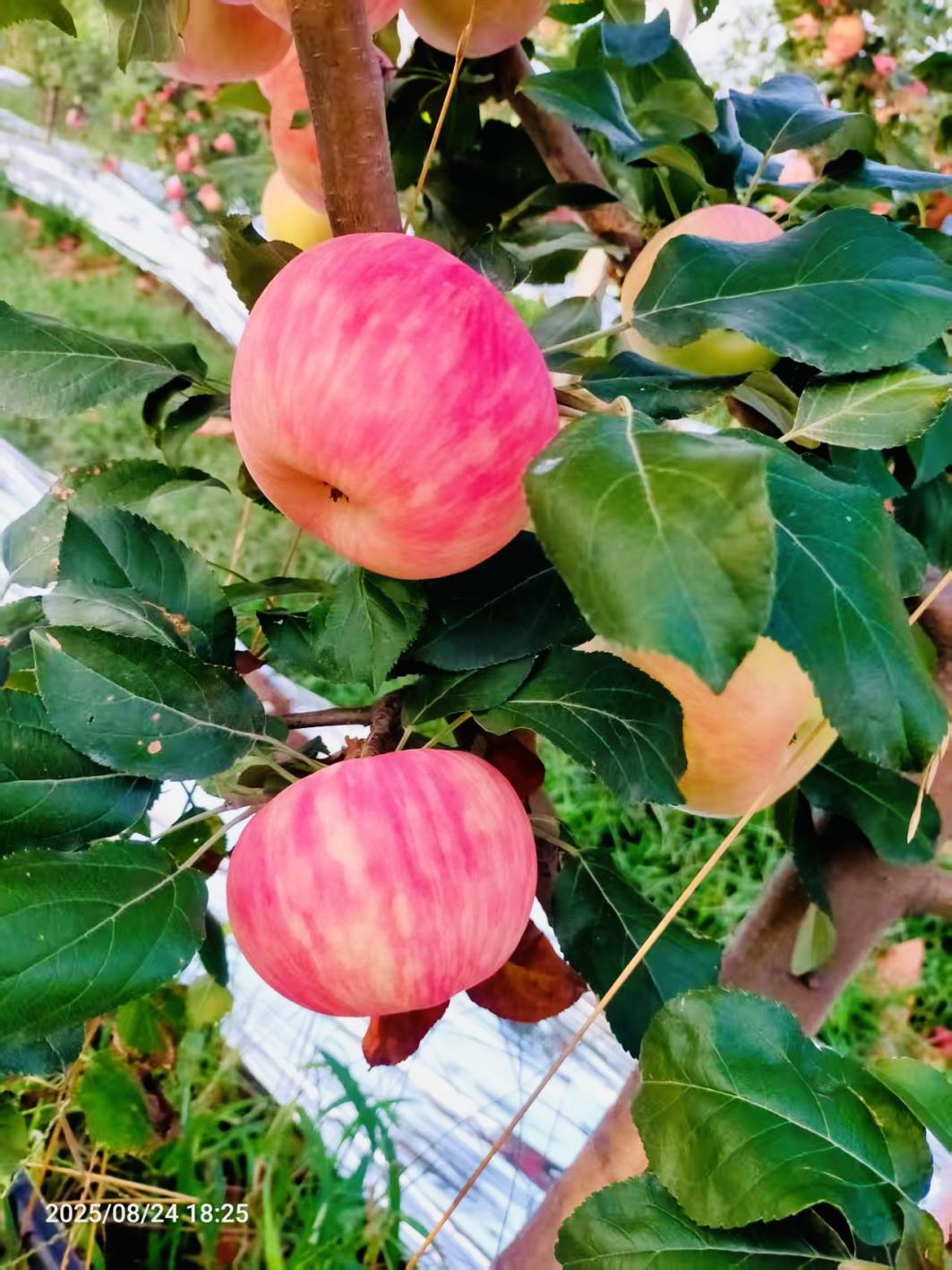 耕耘者张田龙：一颗“苹果心”织就共富网(图5)