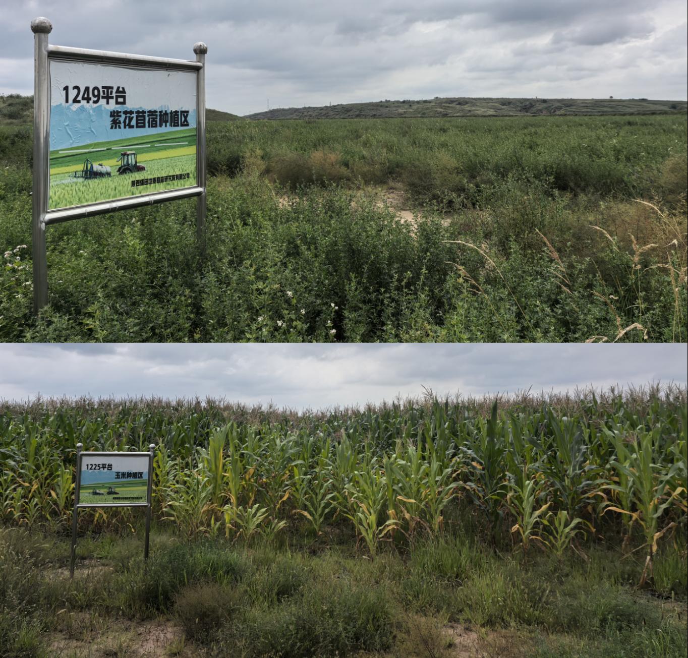 落笔黄河“几字弯”——陕煤地质研究院公司生态环境科研项目修复侧记(图1)