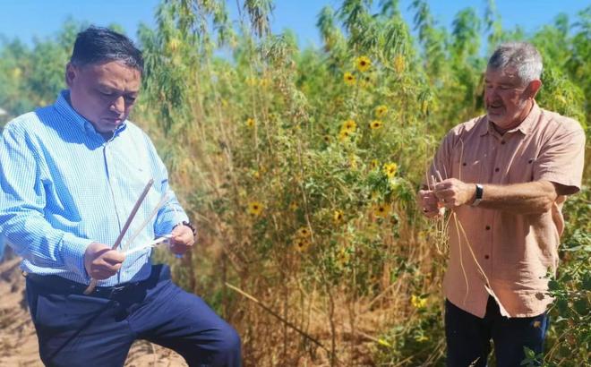 以微生物肥料技术破局盐碱地治理赋能全球土壤健康与粮食安全(图1)