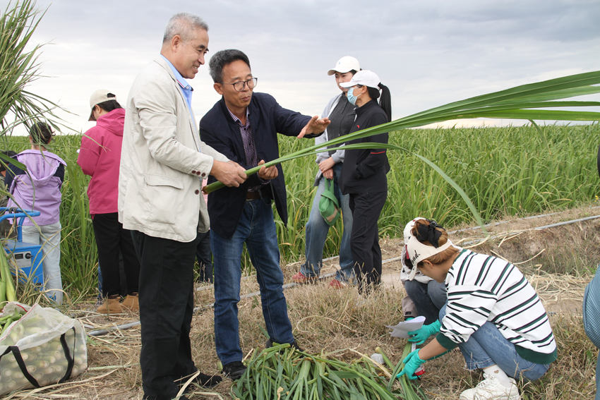 吉林镇赉：盐碱地里“茭”响新希望绘就特色农业新画卷(图1)