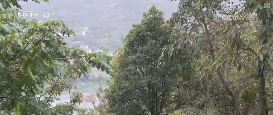 小而美做精成制胜关键一招！凭借高标准技艺闯新路小核桃撑起数十亿级大产业(图4)
