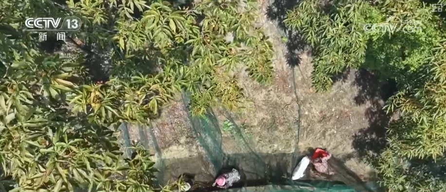 小而美做精成制胜关键一招！凭借高标准技艺闯新路小核桃撑起数十亿级大产业(图5)