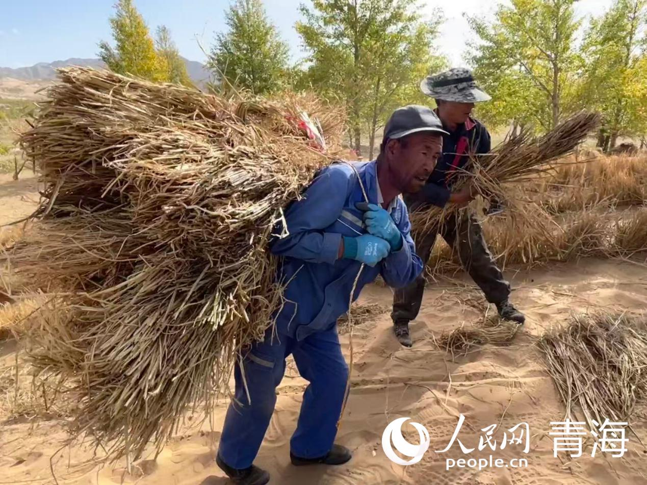 沙窝地里织“金网”“三北”工程筑绿屏(图3)