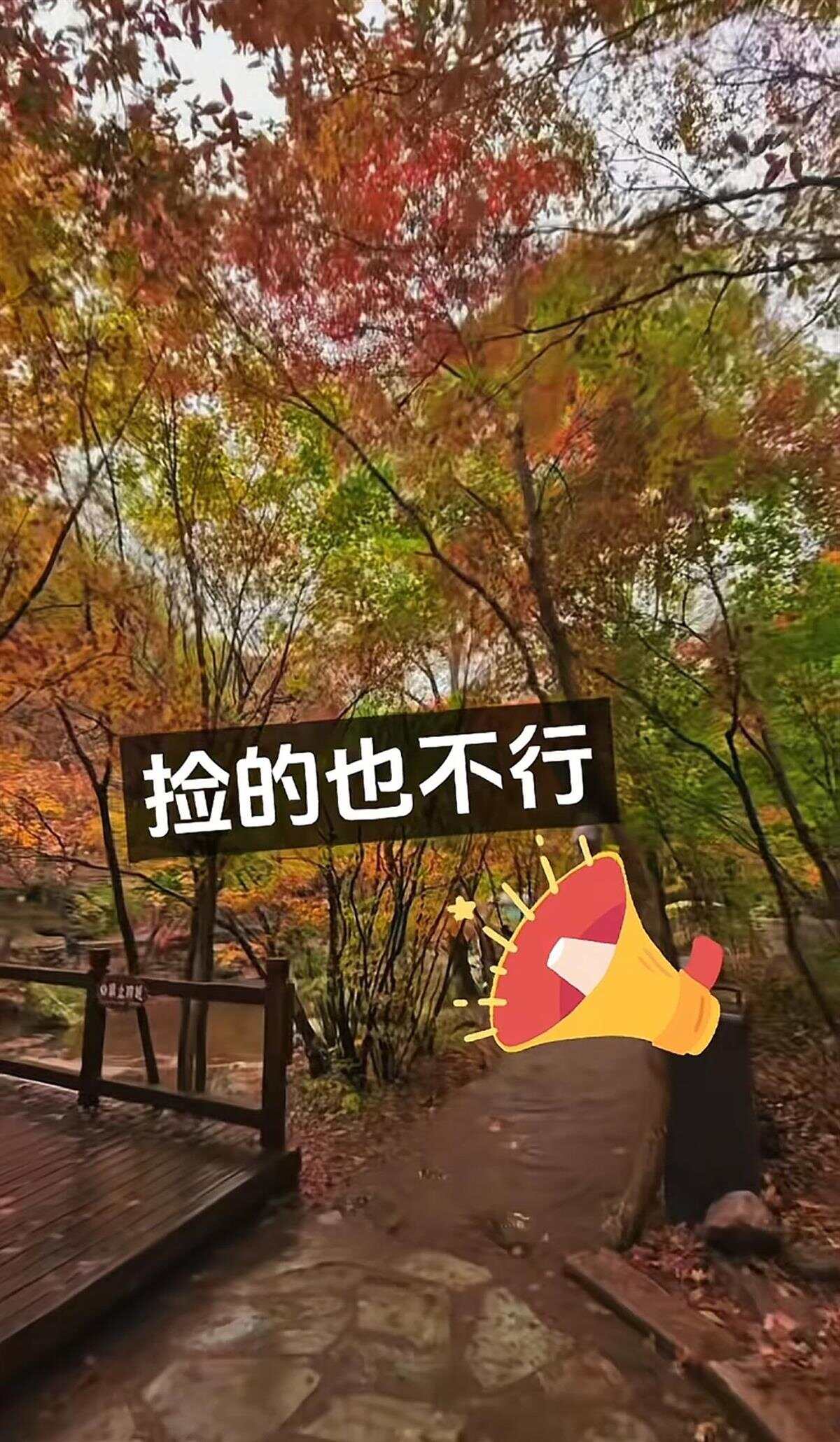辽宁老边沟禁止游客捡枫叶景区回应：出于对自然环境的保护(图1)