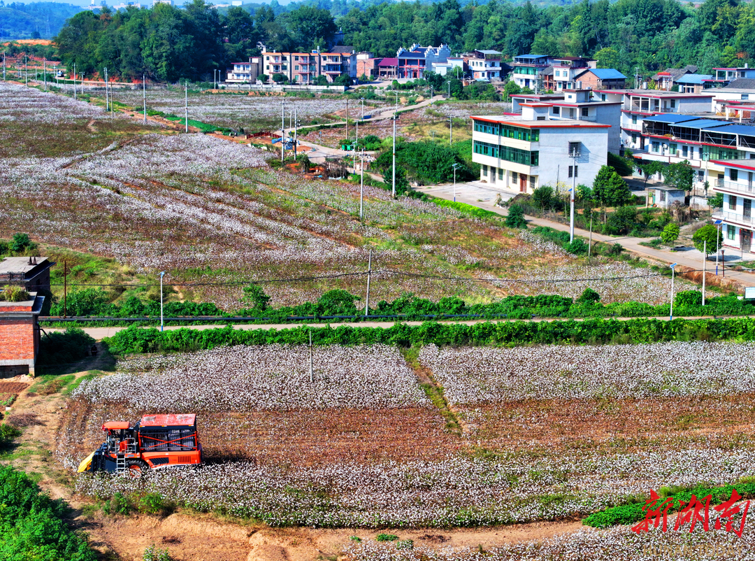 积极探索土壤修复与农业发展的双赢路径常宁8万亩棉花喜迎丰收湖南日报市州头条(图1)