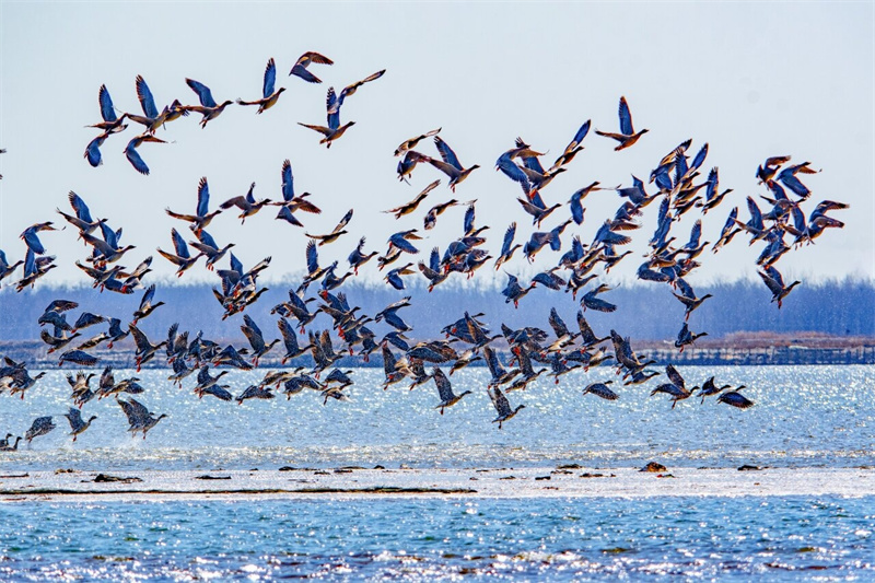 新闻纵深|万鸟归来七里海潟湖十年重生(图1)