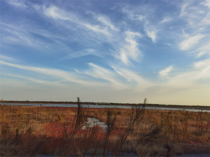 新闻纵深|万鸟归来七里海潟湖十年重生(图4)