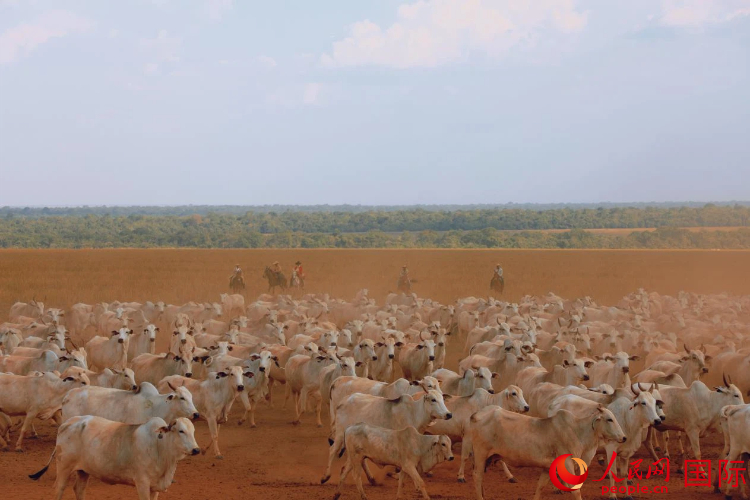 中企助力巴西农业主产区土地更新(图3)