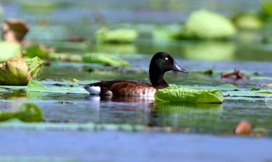 冀时评·“十四五”丨“生态美”撑起河北“发展美”(图1)