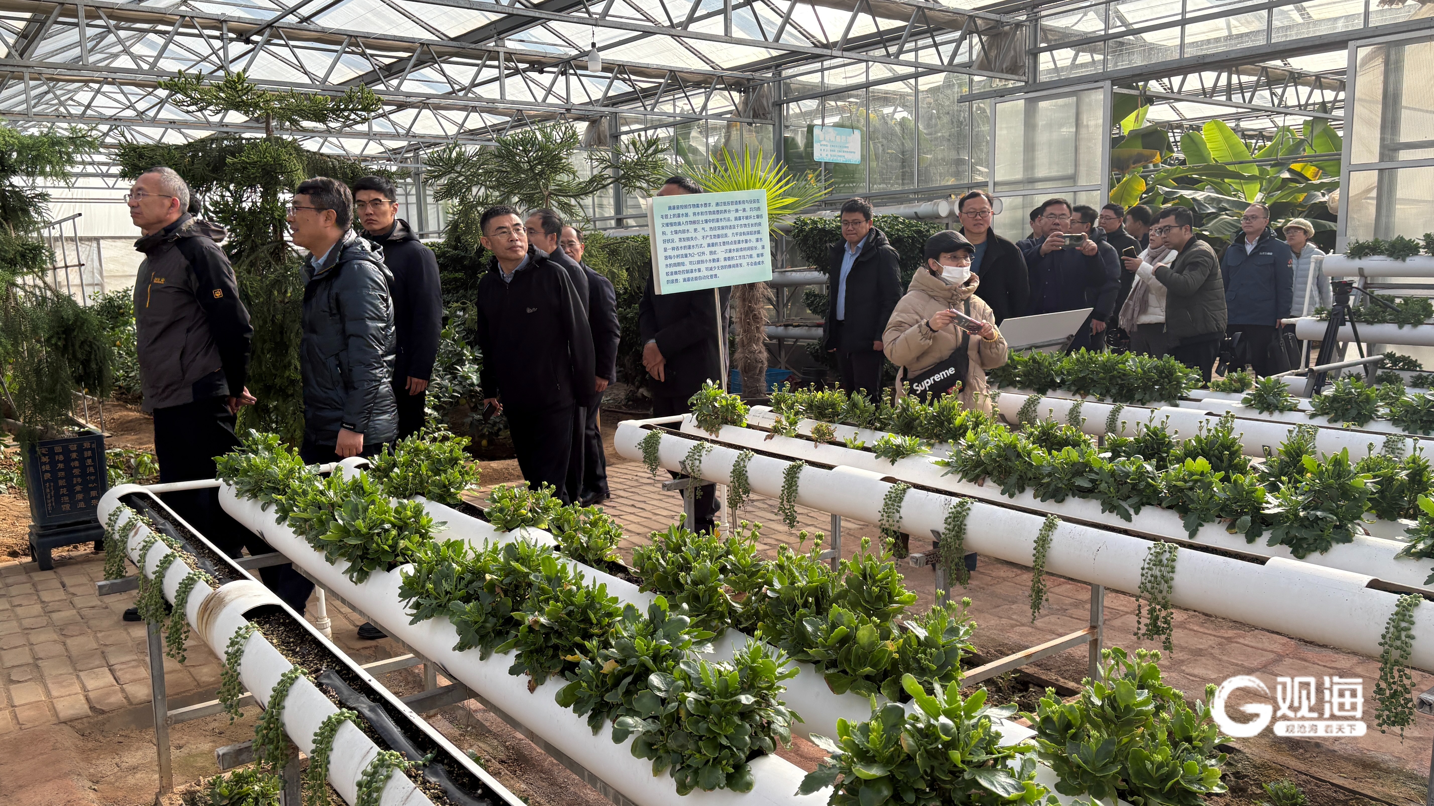 从“凭经验”到“靠科技”！青岛工厂化育苗推动蔬菜产业迭代升级(图1)