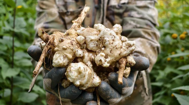 科技赋能小菊芋撑起大产业——湟中区国家现代农业产业园建设巡礼（二）(图2)