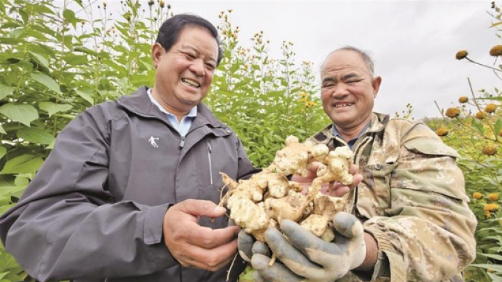 科技赋能小菊芋撑起大产业——湟中区国家现代农业产业园建设巡礼（二）(图1)