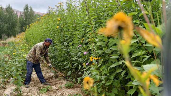 科技赋能小菊芋撑起大产业——湟中区国家现代农业产业园建设巡礼（二）(图3)