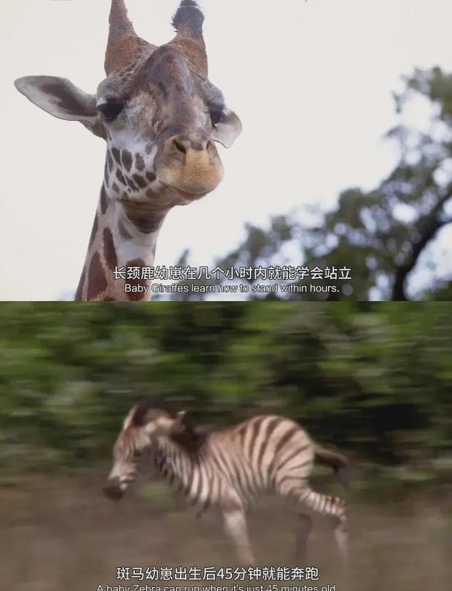 收藏！年终回顾用15部纪录片带孩子读懂2025年中国科技的大突破！(图19)