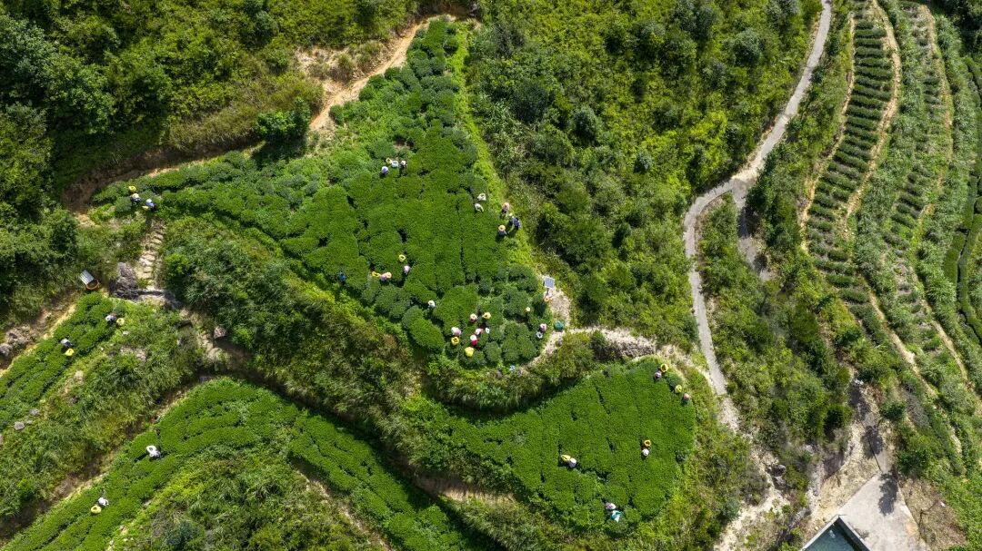 安溪铁观音秋茶进入采制期(图2)