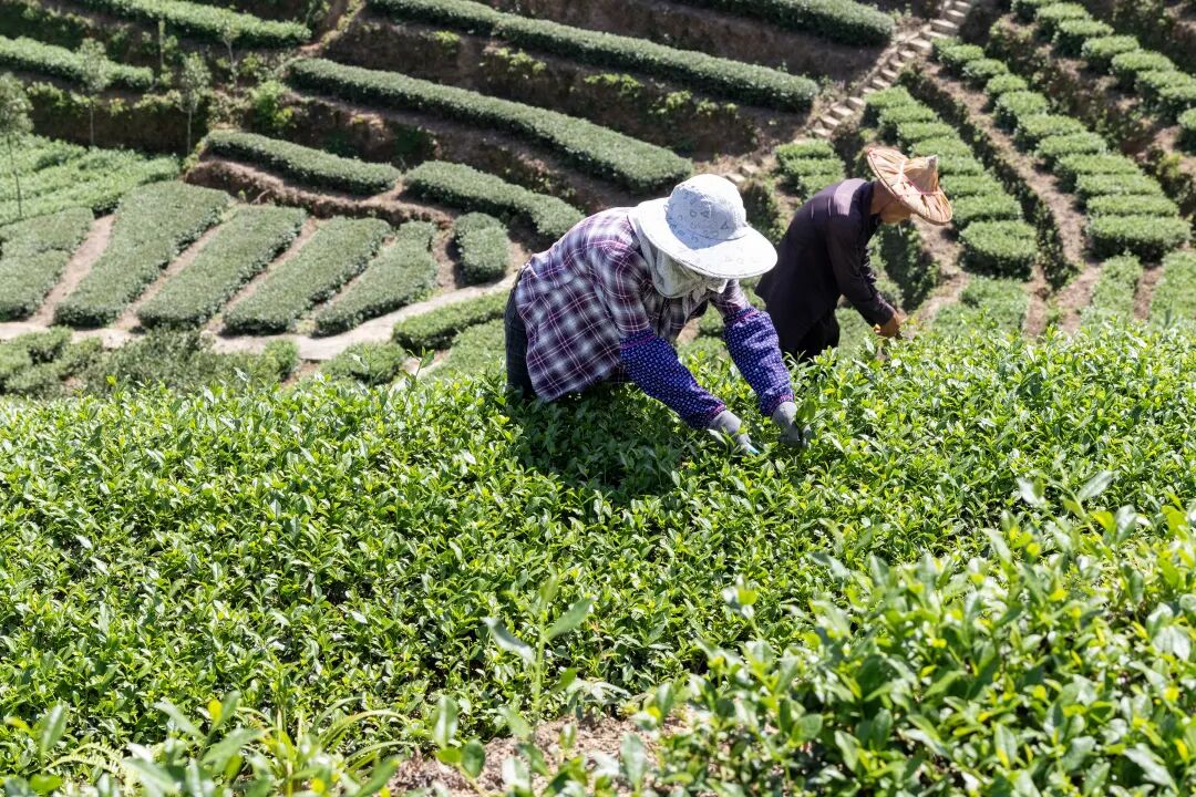 安溪铁观音秋茶进入采制期(图1)