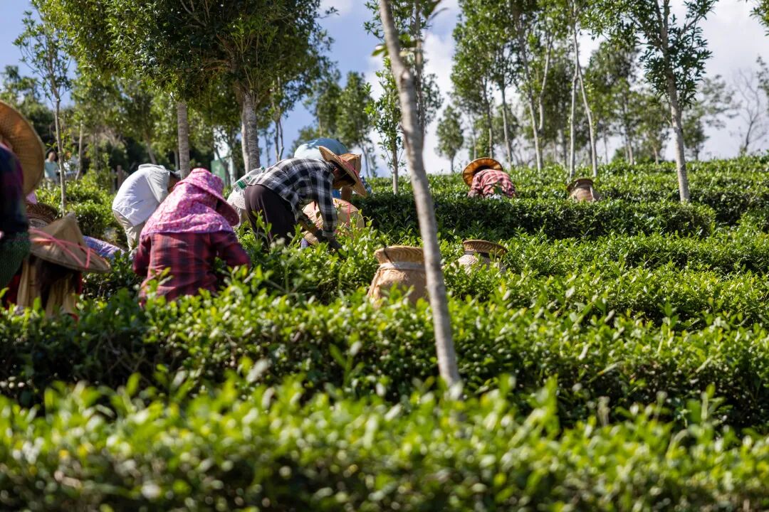 安溪铁观音秋茶进入采制期(图4)