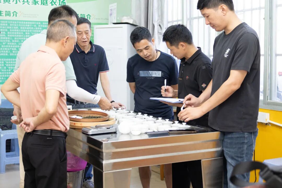 安溪铁观音秋茶进入采制期(图3)