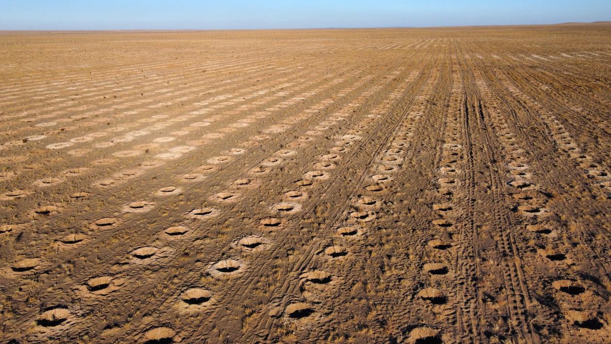 技术服务出海破解治沙难题蒙草生态为蒙古国荒漠化防治提供生态解决方案(图1)
