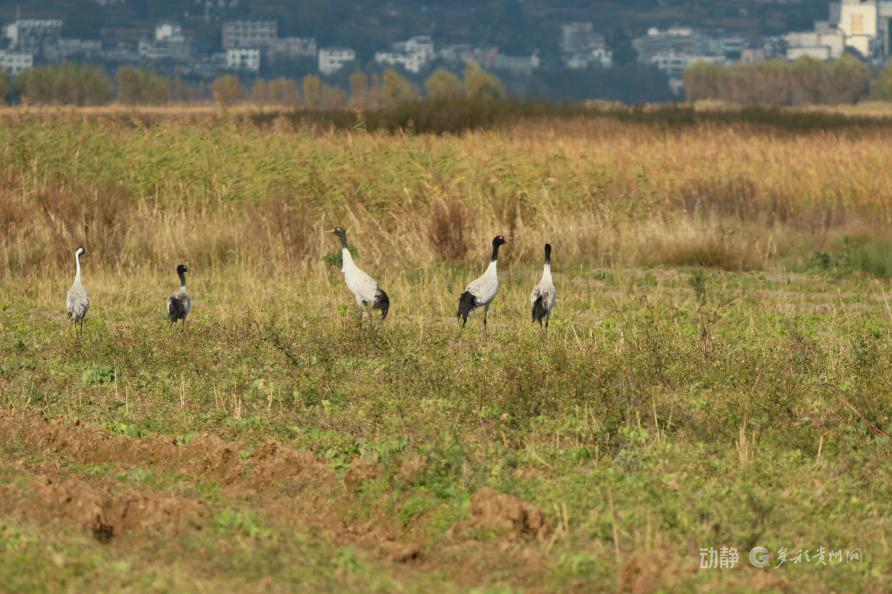 新春走基层丨2800多只黑颈鹤的“中国驿站”(图6)